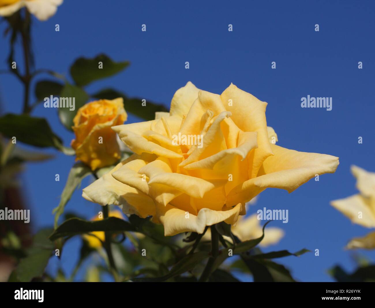 yellow rose Stock Photo