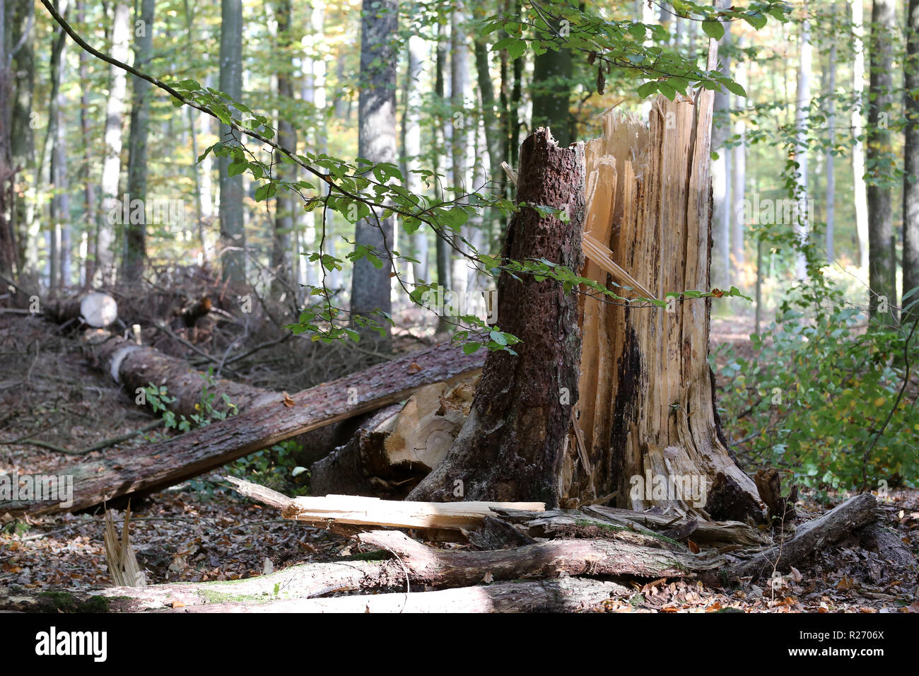 Forest. The Tree Fallen by a Hurricane Stock Photo - Alamy