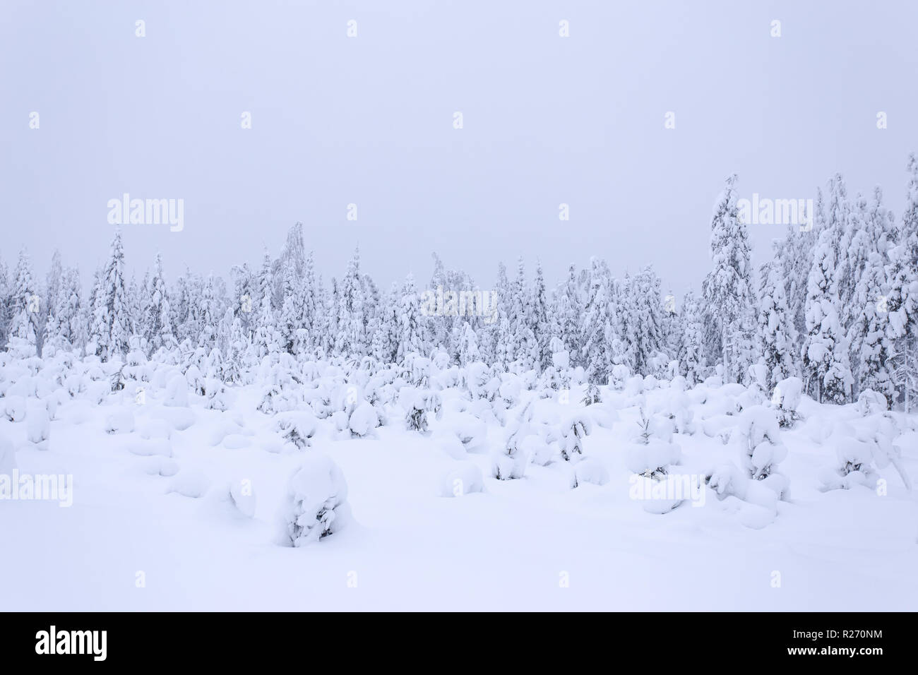 Heavy snow landscape from Sotkamo, Finland Stock Photo