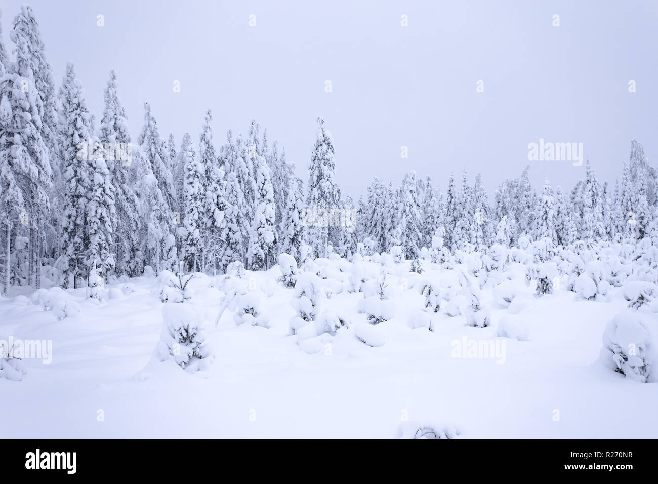 Heavy snow landscape from Sotkamo, Finland Stock Photo