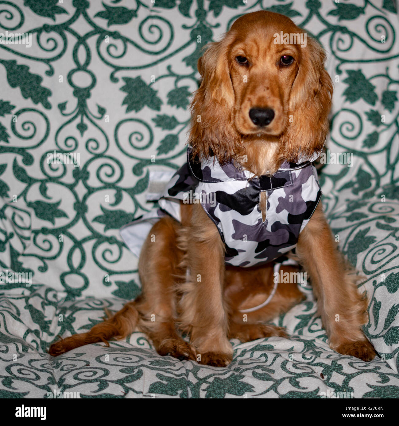 adorable puppy dog cocker spaniel portrait with militar raincoat