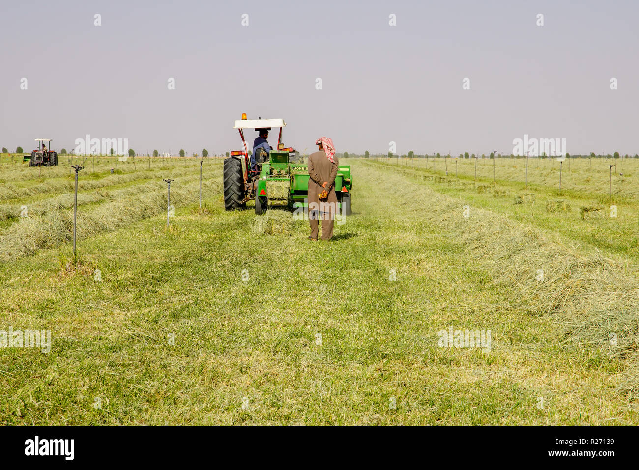 Harvesting grass in omani desert, Dohar region, Oman Stock Photo Alamy