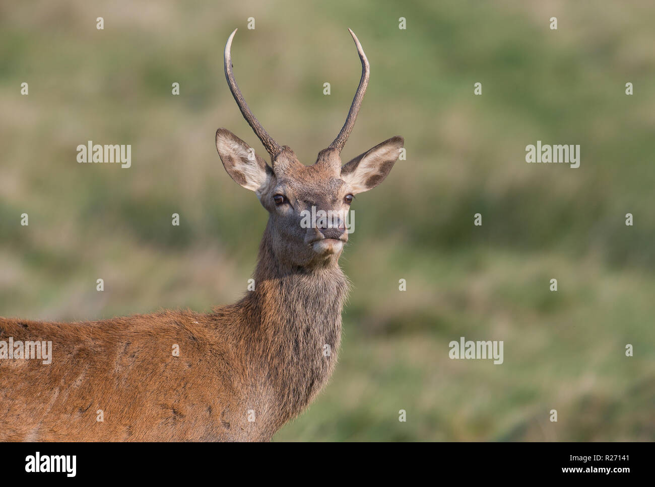 Young Red Deer male, Richmond Park, London Stock Photo