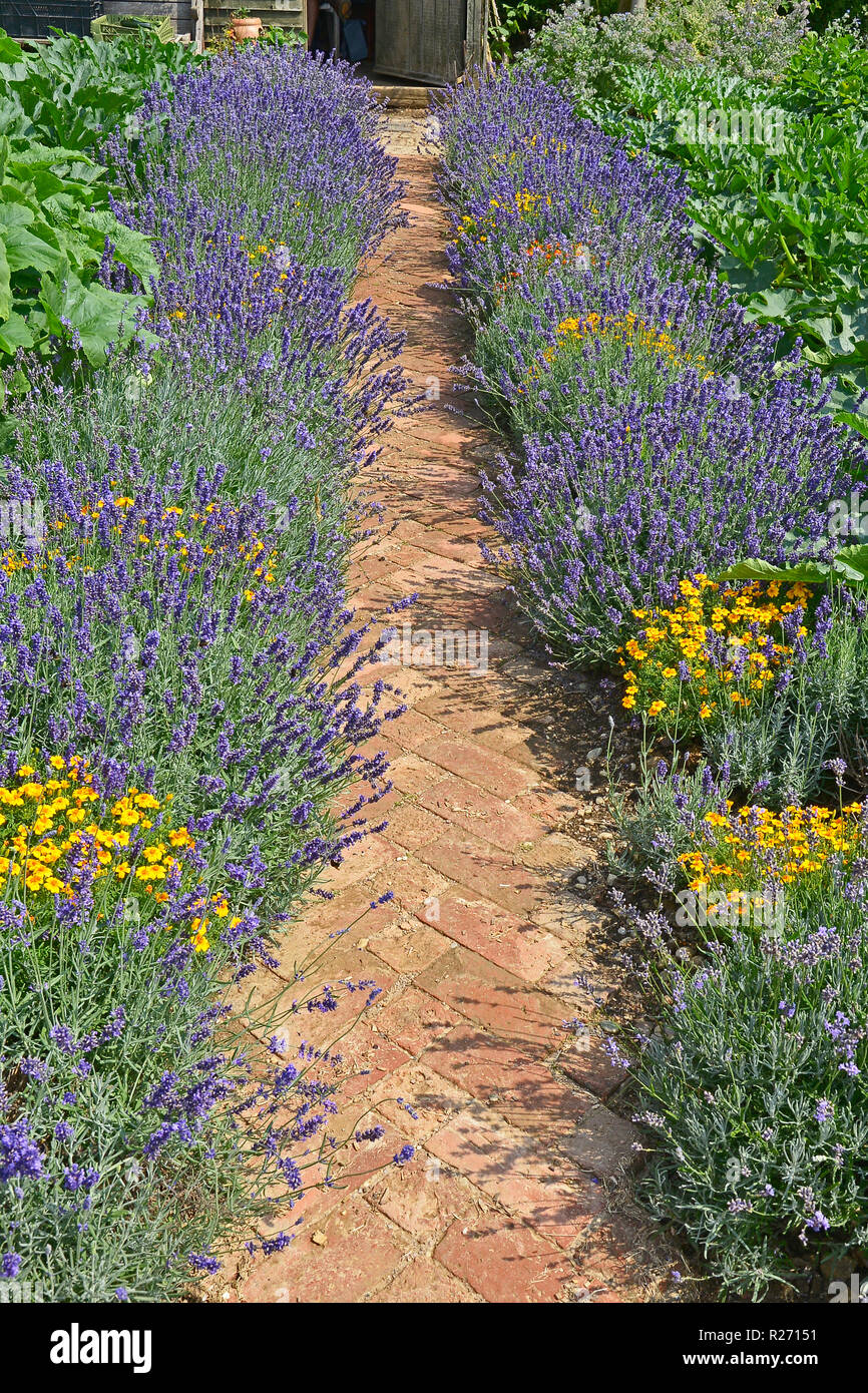 Lavender lined pathway in a vegetable garden Stock Photo