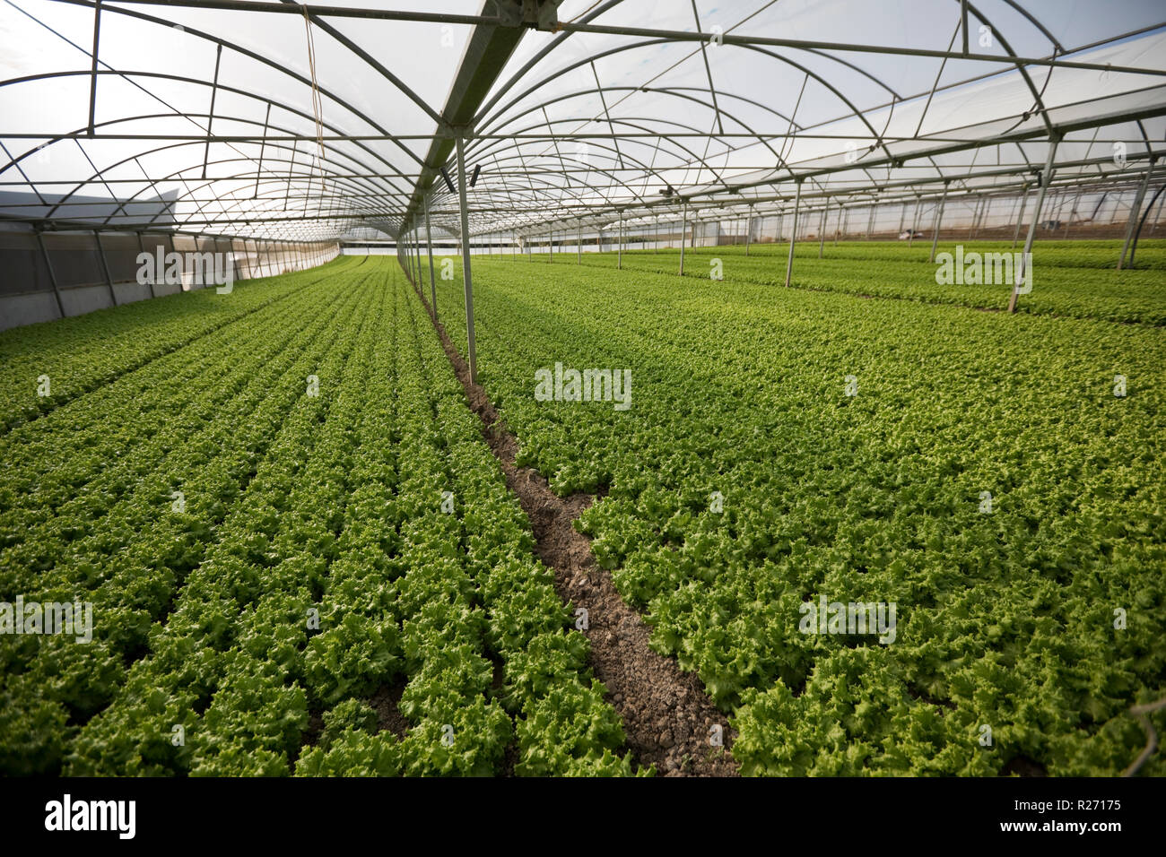 Commercial Lettuce production on a farm near Lisbon, Portugal Stock