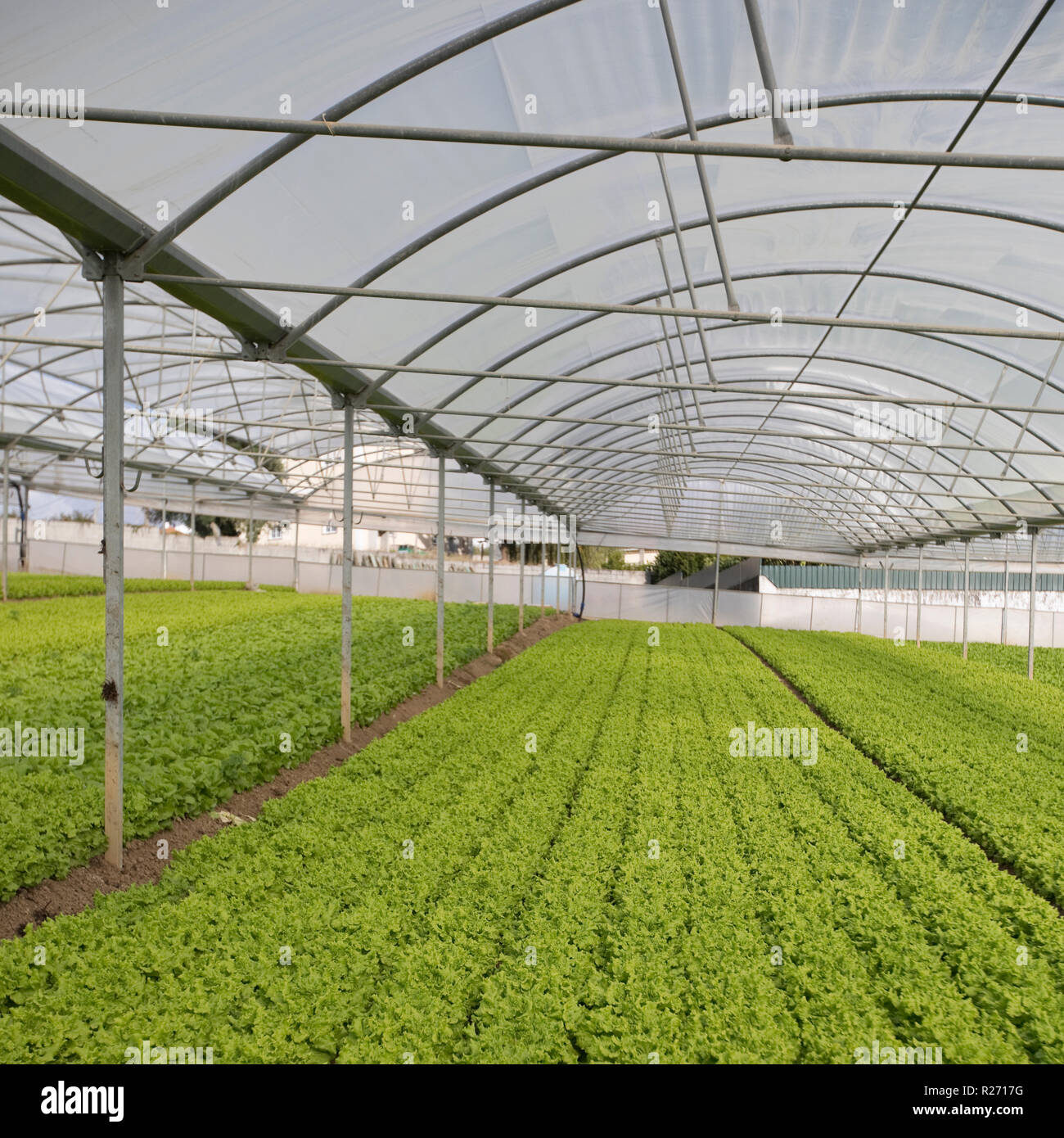 Commercial Lettuce production on a farm near Lisbon, Portugal Stock