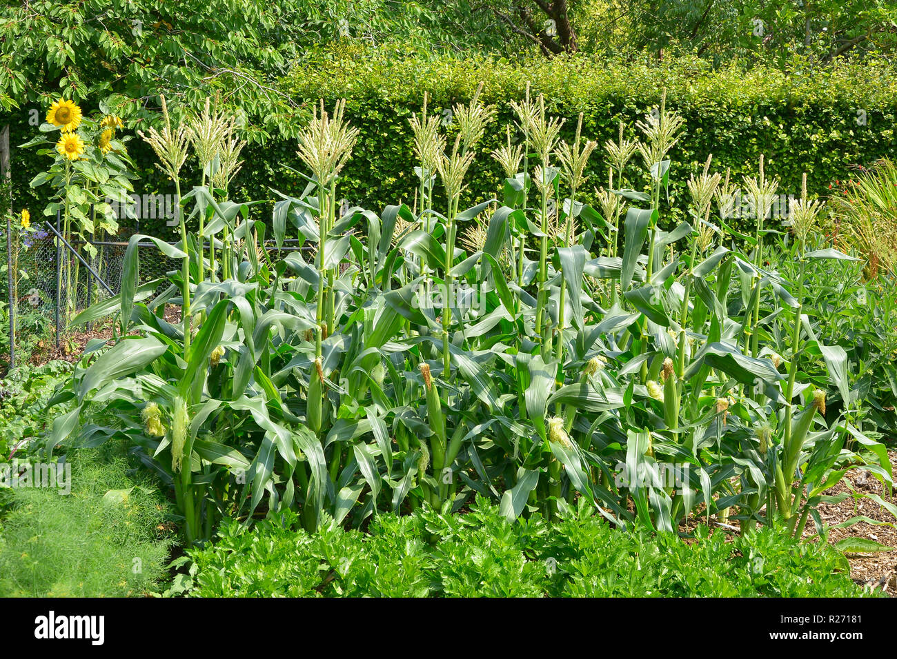 Maize or sweet corn growing in a vegetable garden Stock Photo