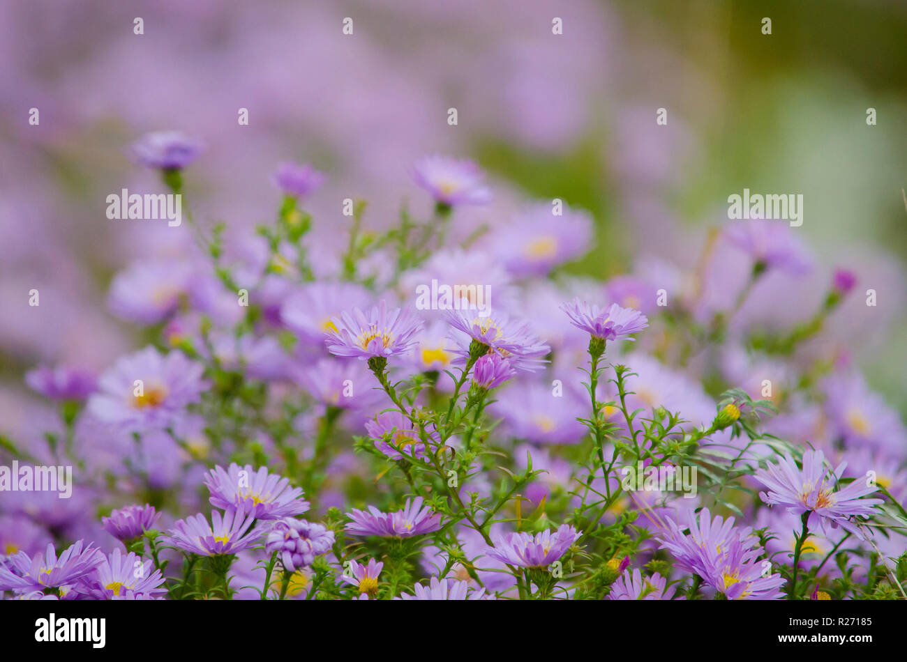 Perennial garden asters of violet color. Autumnal garden flowers Stock ...