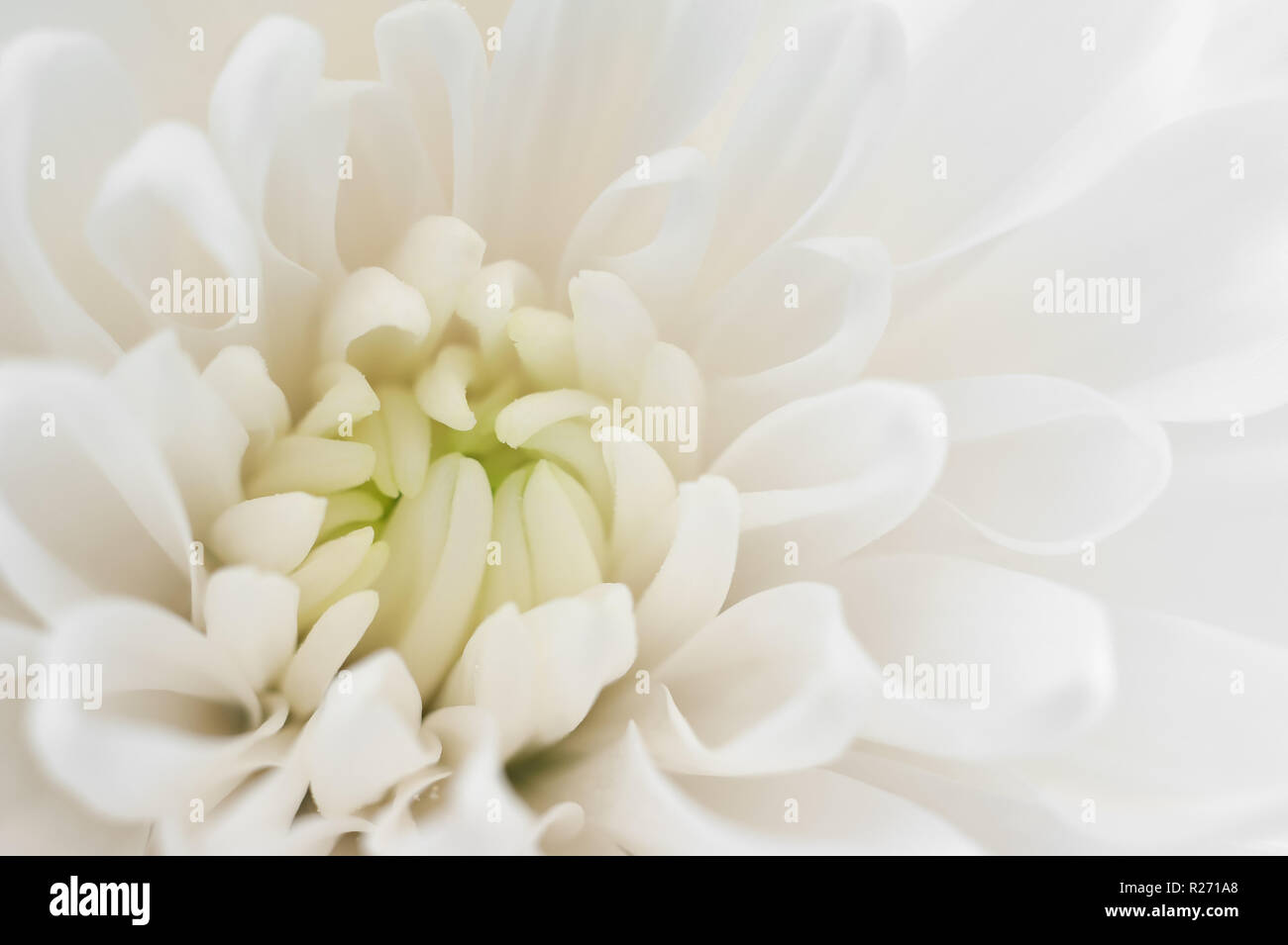 Small white chrysanthemum hi-res stock photography and images - Alamy