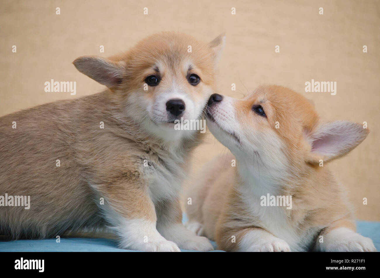 Two welsh corgi pembroke puppies show affection for each other. Stock Photo