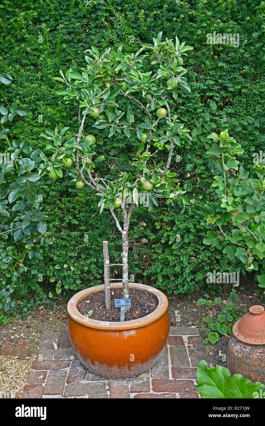 A small Malus 'Laxton's Superb' being trained in a ceramic container Stock Photo