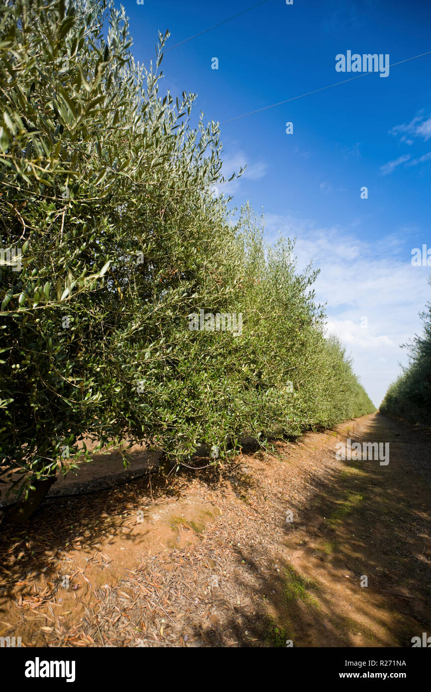 Olives quality hires stock photography and images Alamy