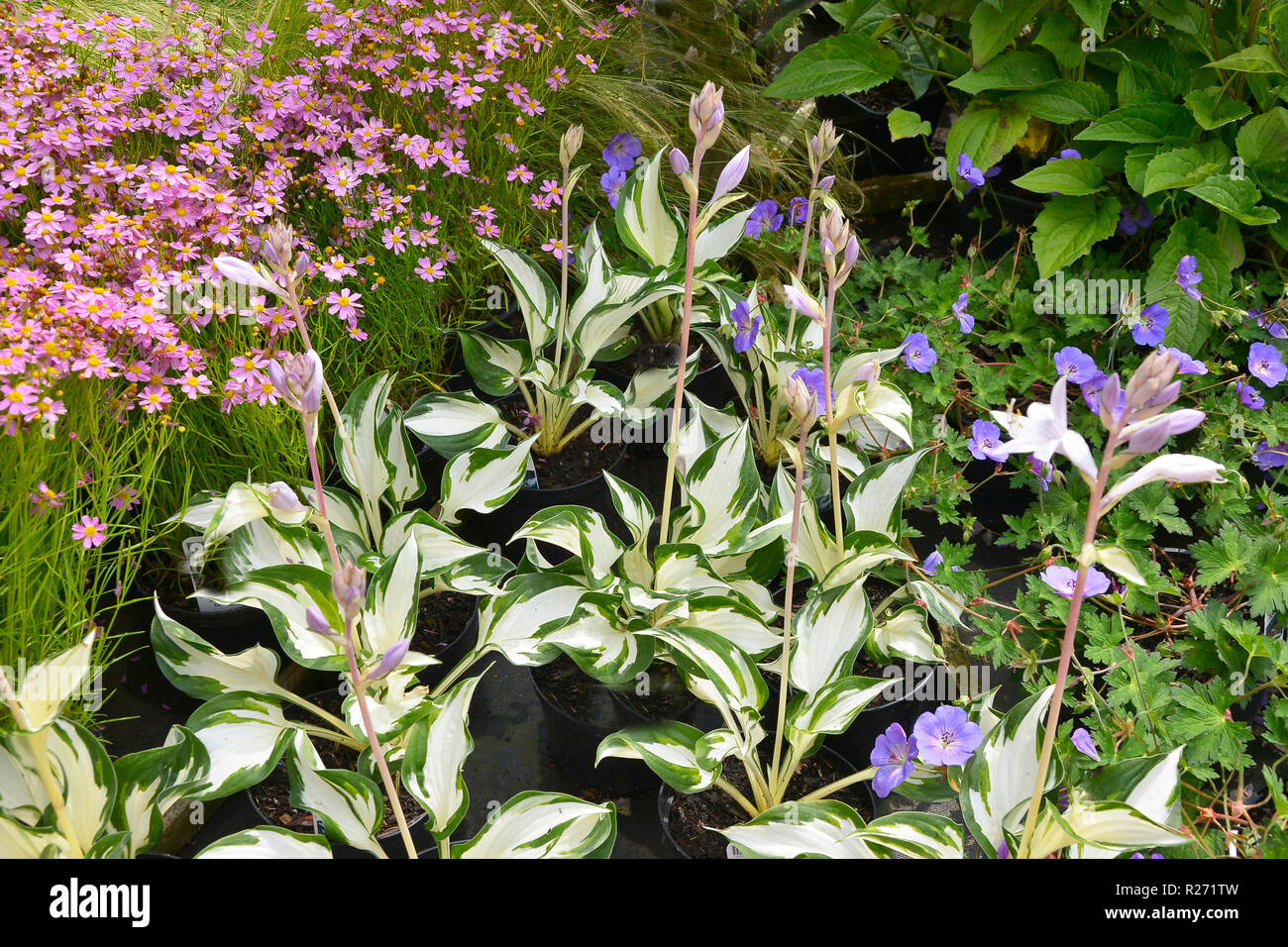 Hosta Fire And Ice High Resolution Stock Photography And Images Alamy