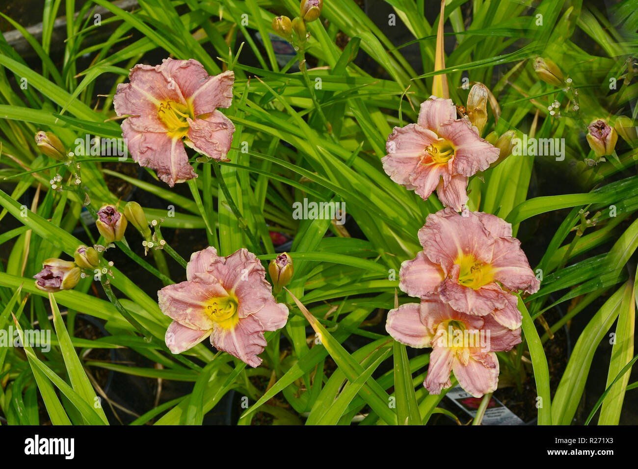 Close up of flowering Hemerocallis 'Romantic Rose' in a garden Stock Photo