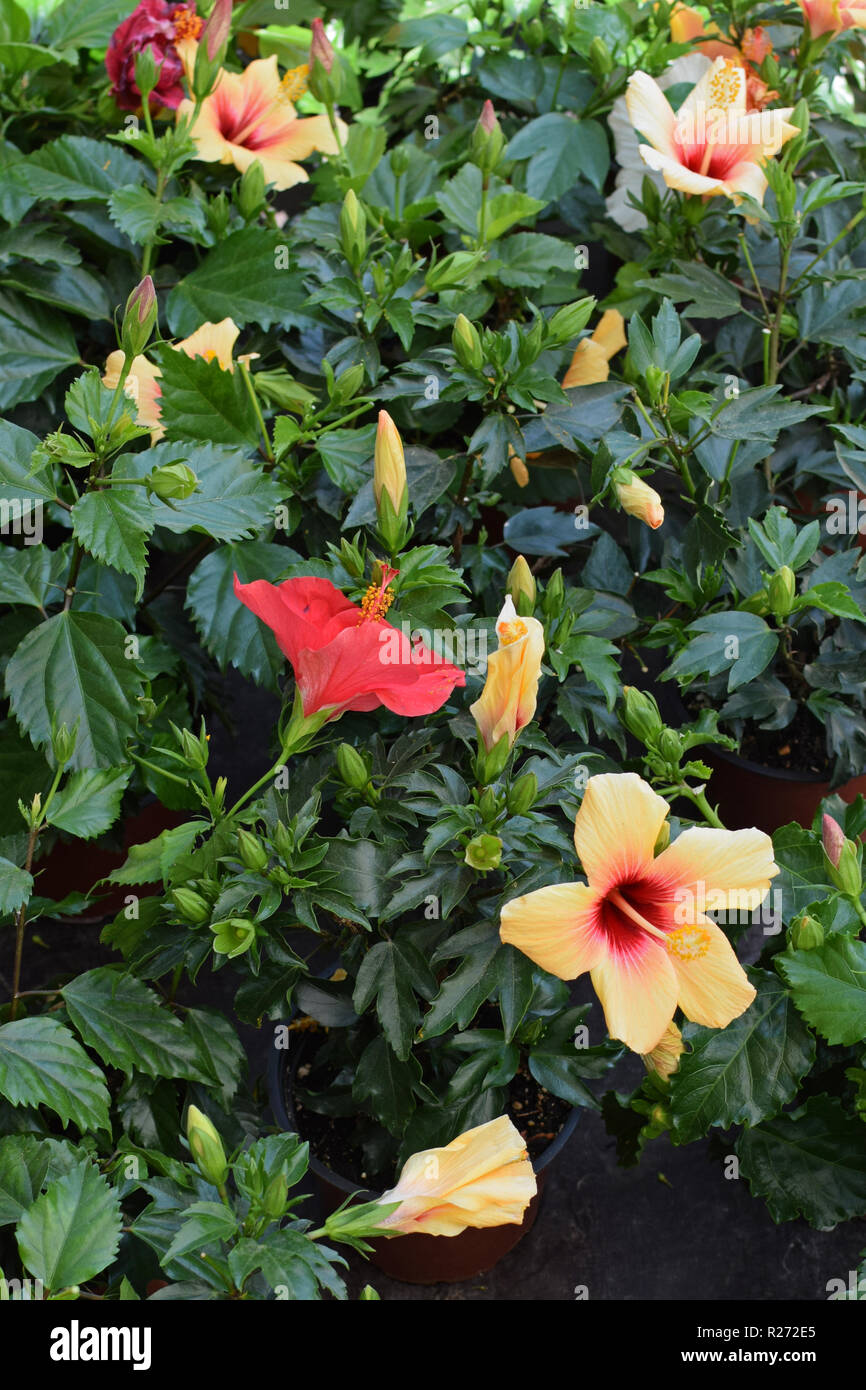 Hibiscus flowers in bloom. Colorful nature background. Stock Photo