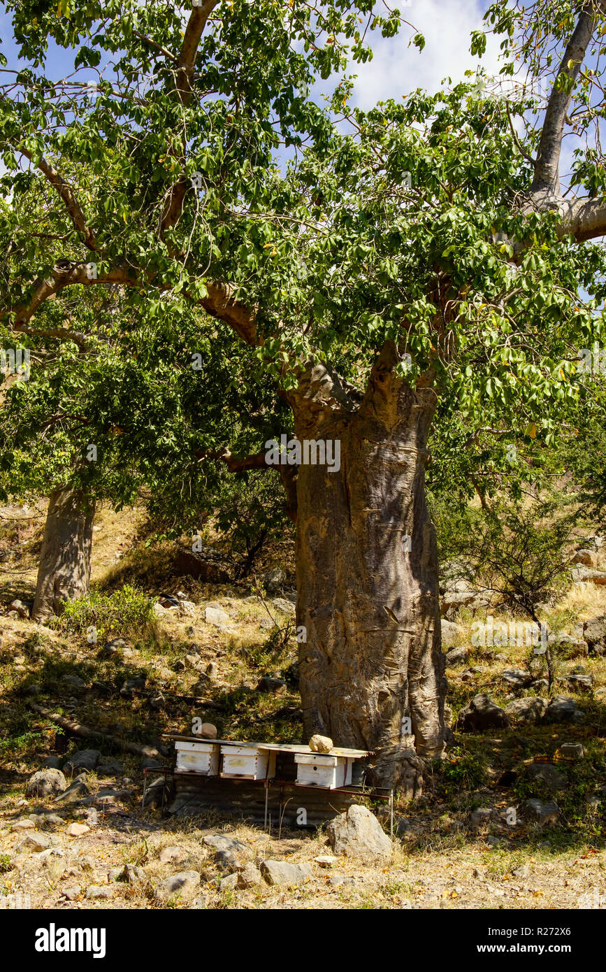 Green baobab tree and wooden beehives in Wadi Hinna near Salalah, Oman. Stock Photo