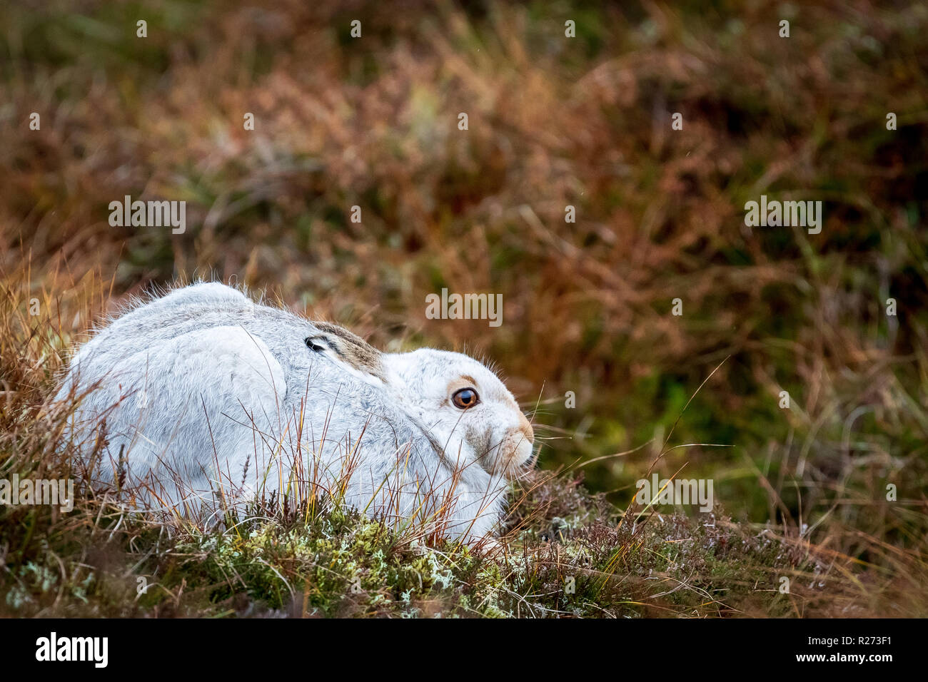 Mountain Hare in white winter coat in the Scottish highlands. Stock Photo