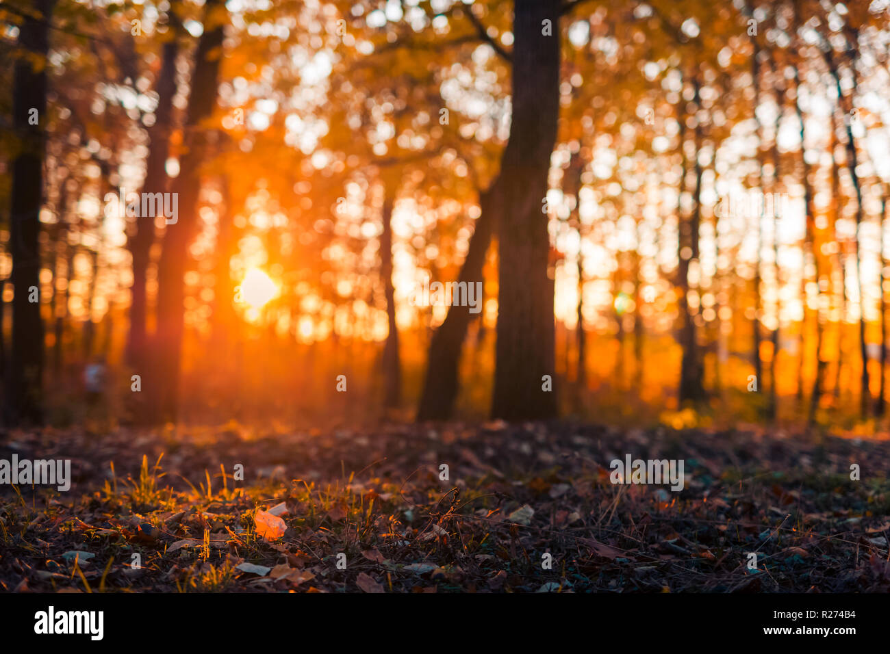 Autumn landscape with beautiful sun rays, beams, tranquil seasonal