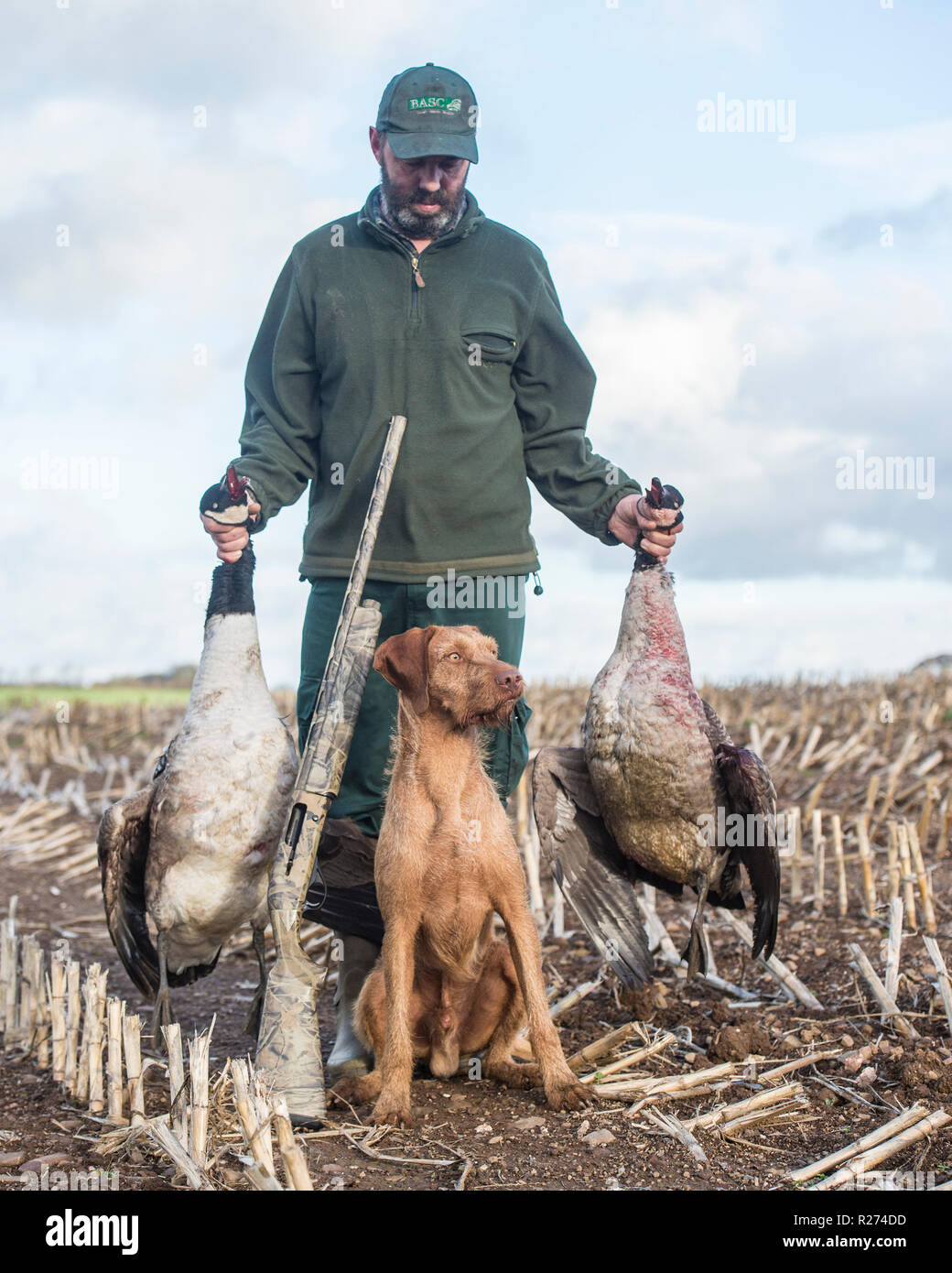 man and his hungarian wirehaired vizsla and two shot geese Stock Photo