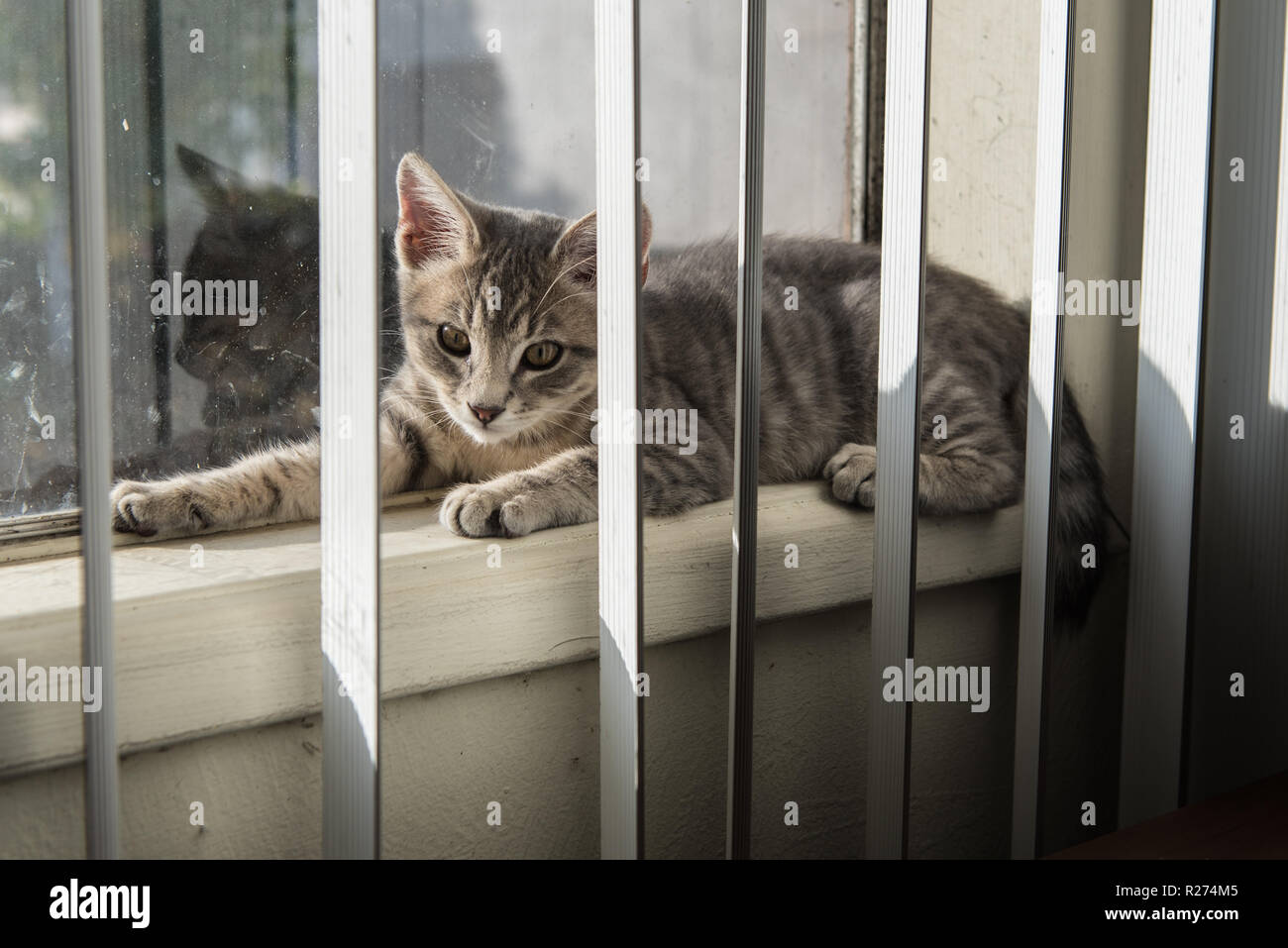 Baby gray striped tabby kitten absorbing the sunlight while reclined on the window sil. Stock Photo