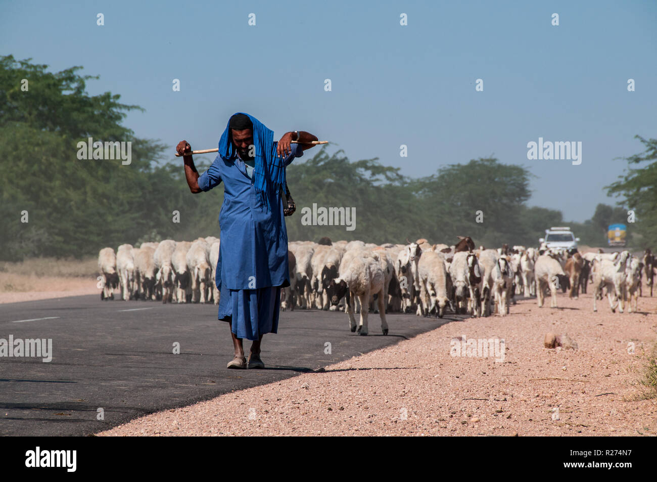 A nomadic shepherd leads his flock along the dusty roads at the edge of the Thar desert Stock Photo