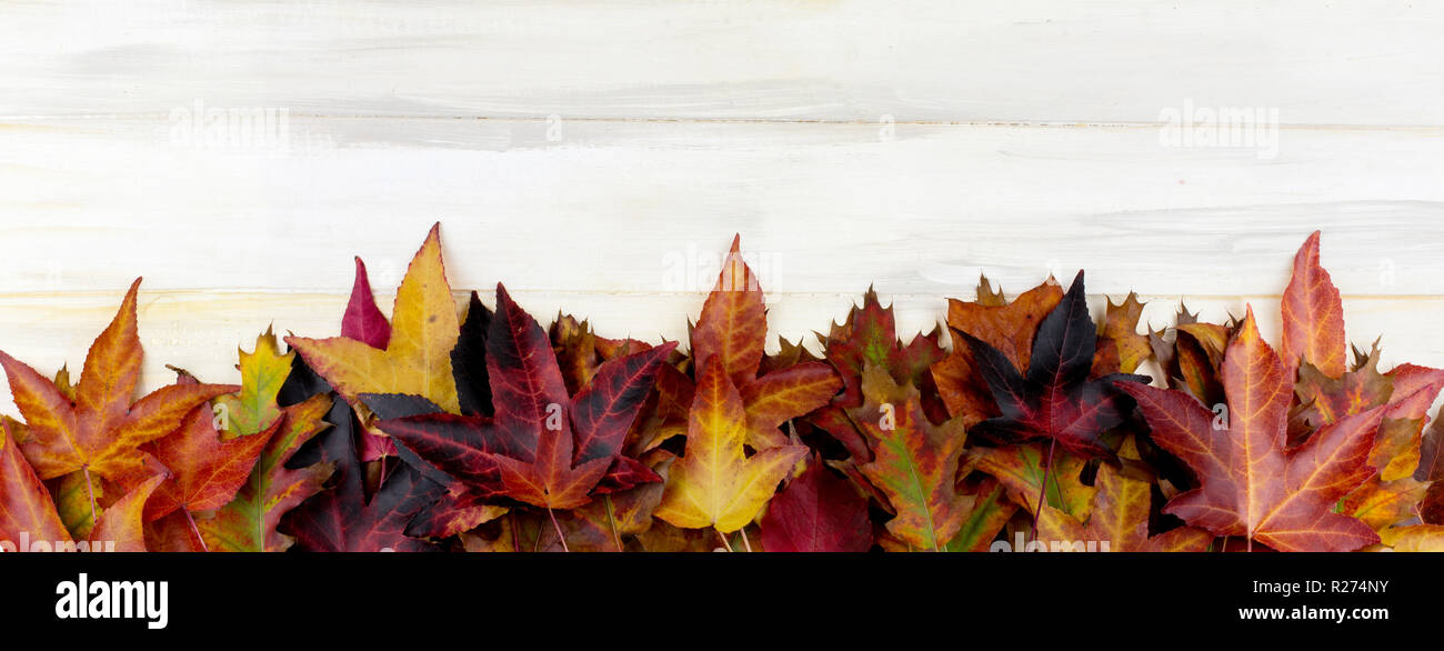BANNER AUTUMN BACKGROUND. FRAME OF COLORFUL FALL LEAVES ON WHITE WOODEN DESK. Stock Photo