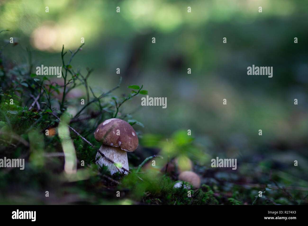 Mushroom on moss Stock Photo