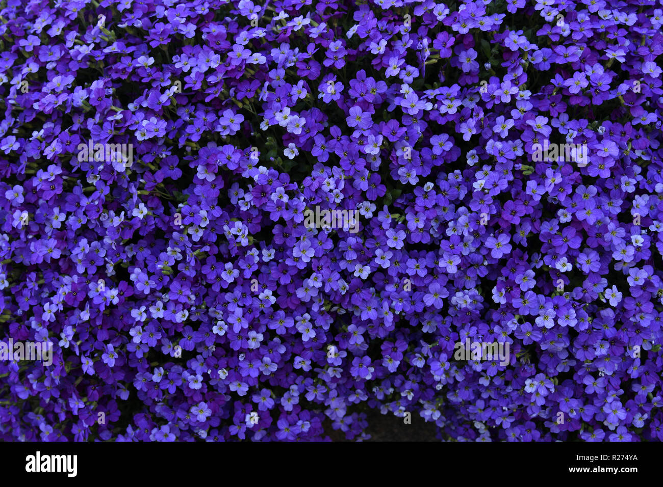 Deep purple flowers Stock Photo