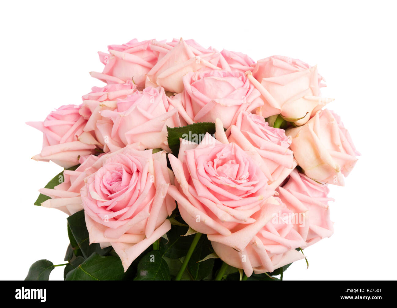 Pink blooming roses Stock Photo - Alamy