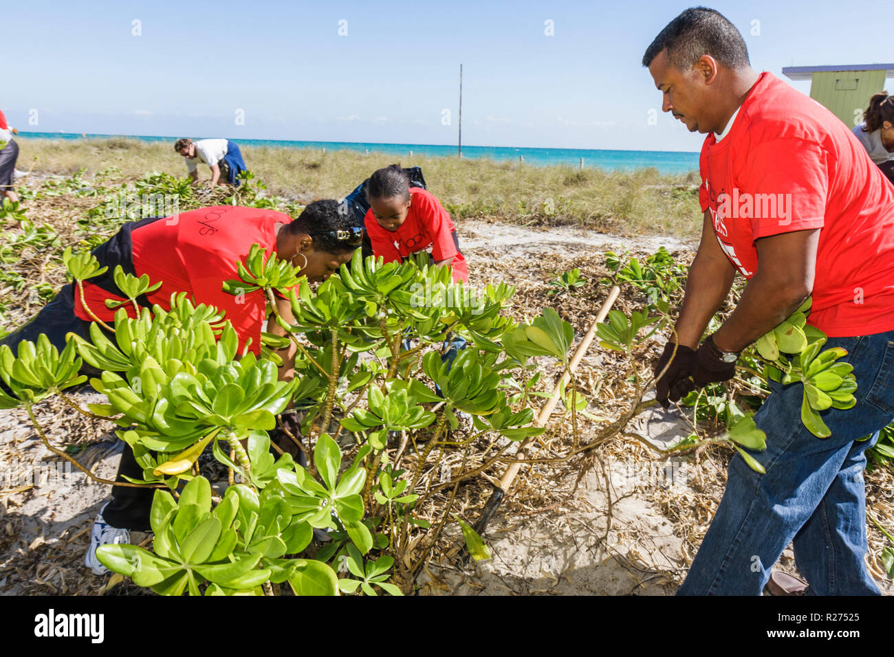 Naupaka shrub hires stock photography and images Alamy
