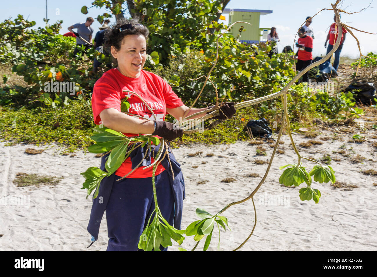 Miami Beach Florida,Surfrider Foundation,exotic,invasive species,Atlantic Ocean water public beach beaches,plant removal,coastal,sand dune,volunteer v Stock Photo