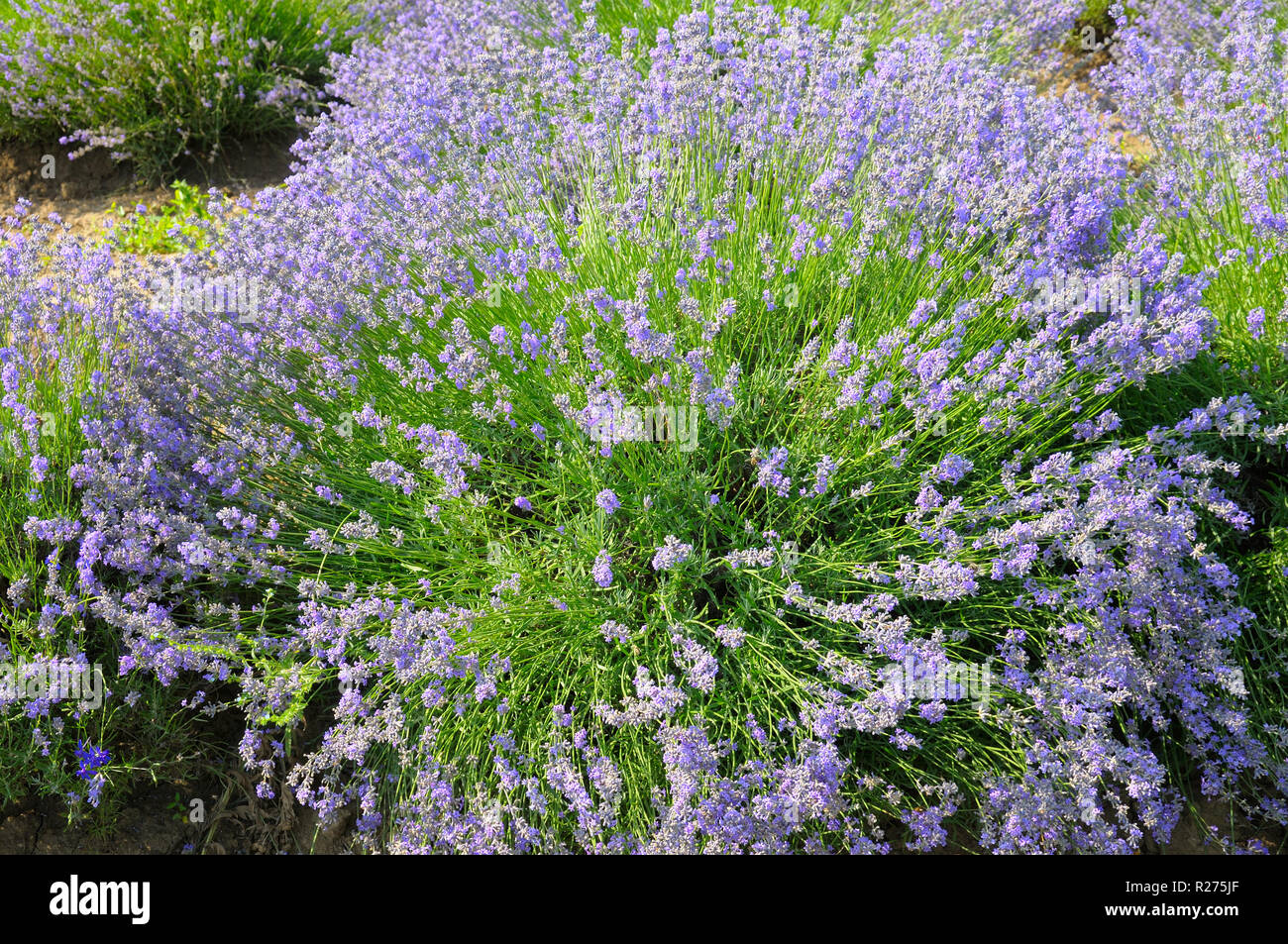bush of blossoming lavender in the summer field Stock Photo