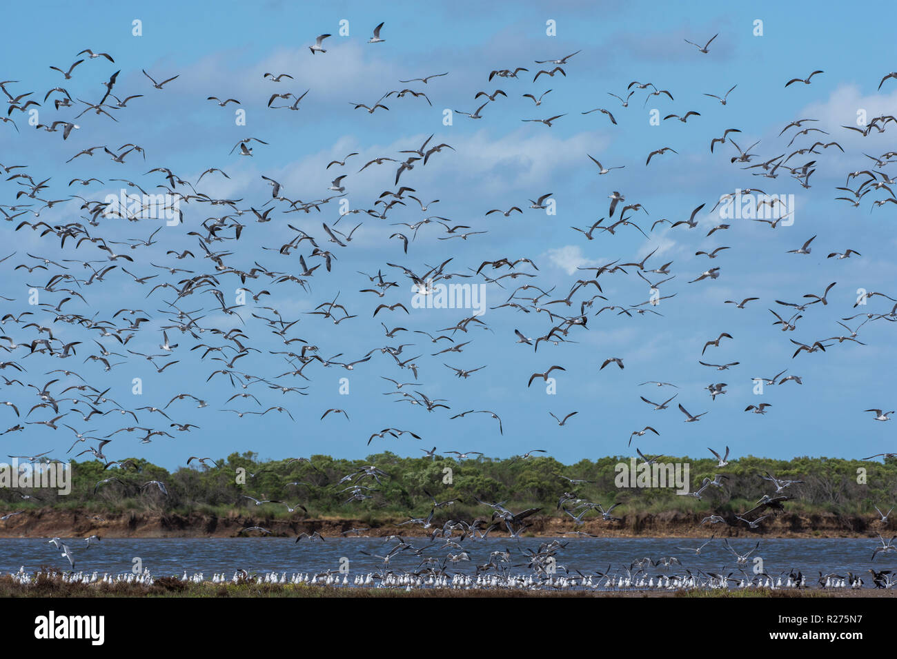 A flock of shore birds flying over coastal forest. Seaside, Texas, USA. Stock Photo