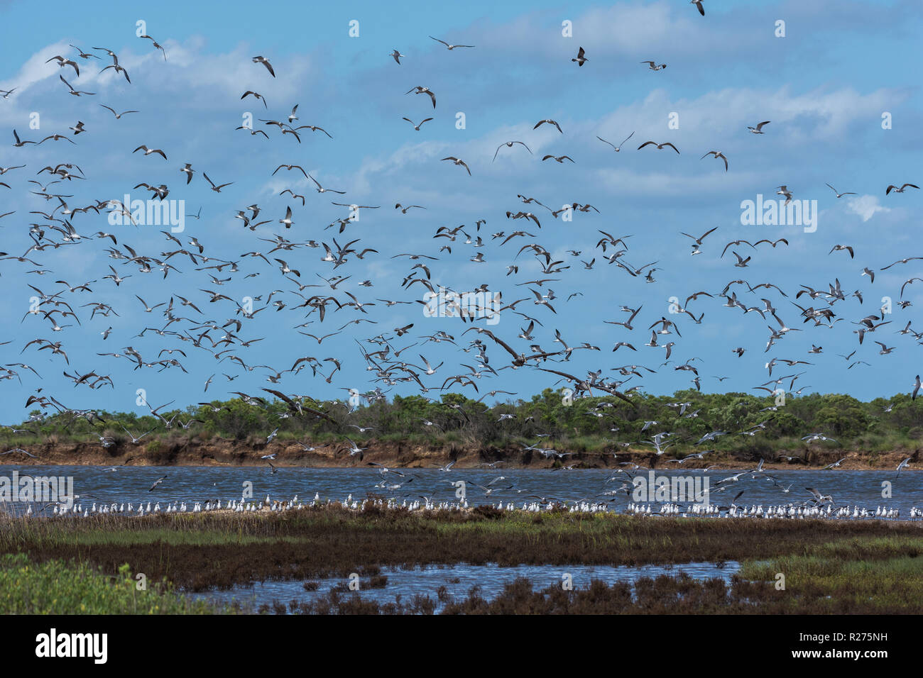 Texas shore birds hires stock photography and images Alamy