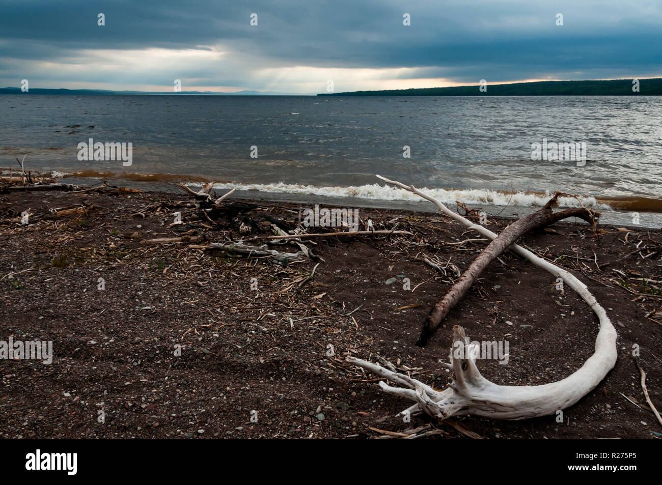 Bleached driftwood on the shore of Red Indian Lake, Newfoundland. Stock Photo