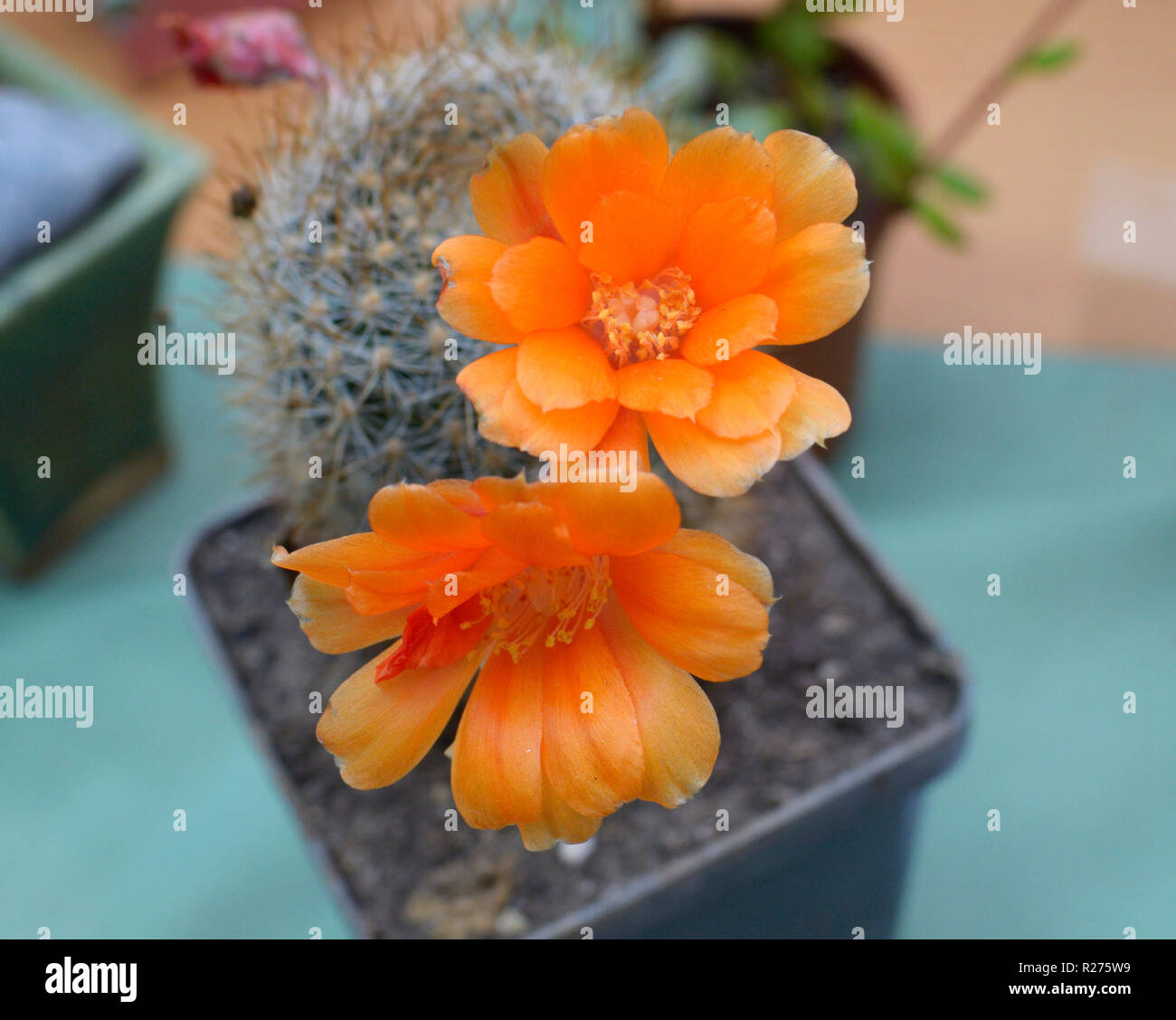 Potted cactus (Rebutia xanthocarpa) blooming yellow flowers Stock Photo