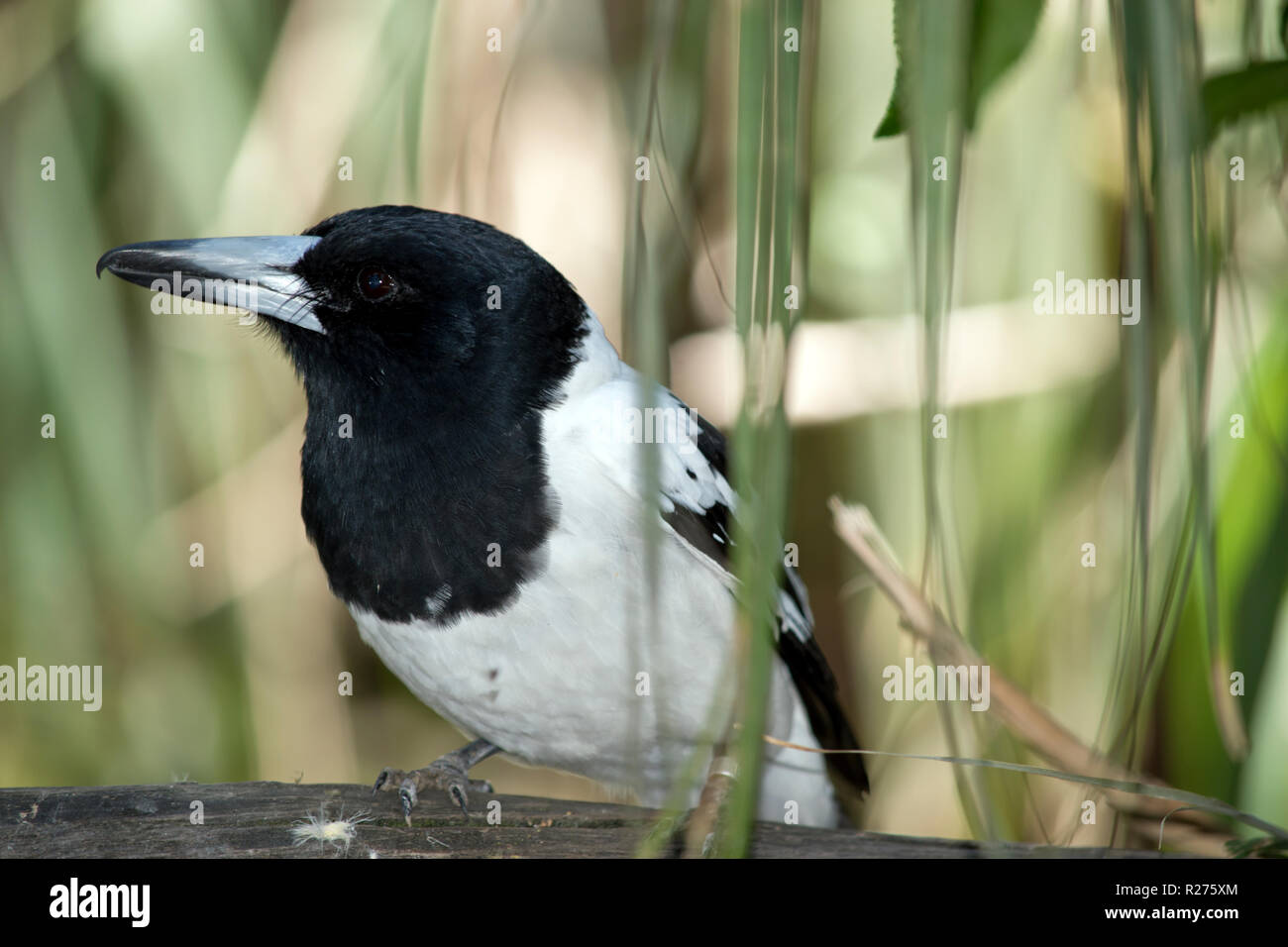 this is a close up of a pied butcher bird Stock Photo