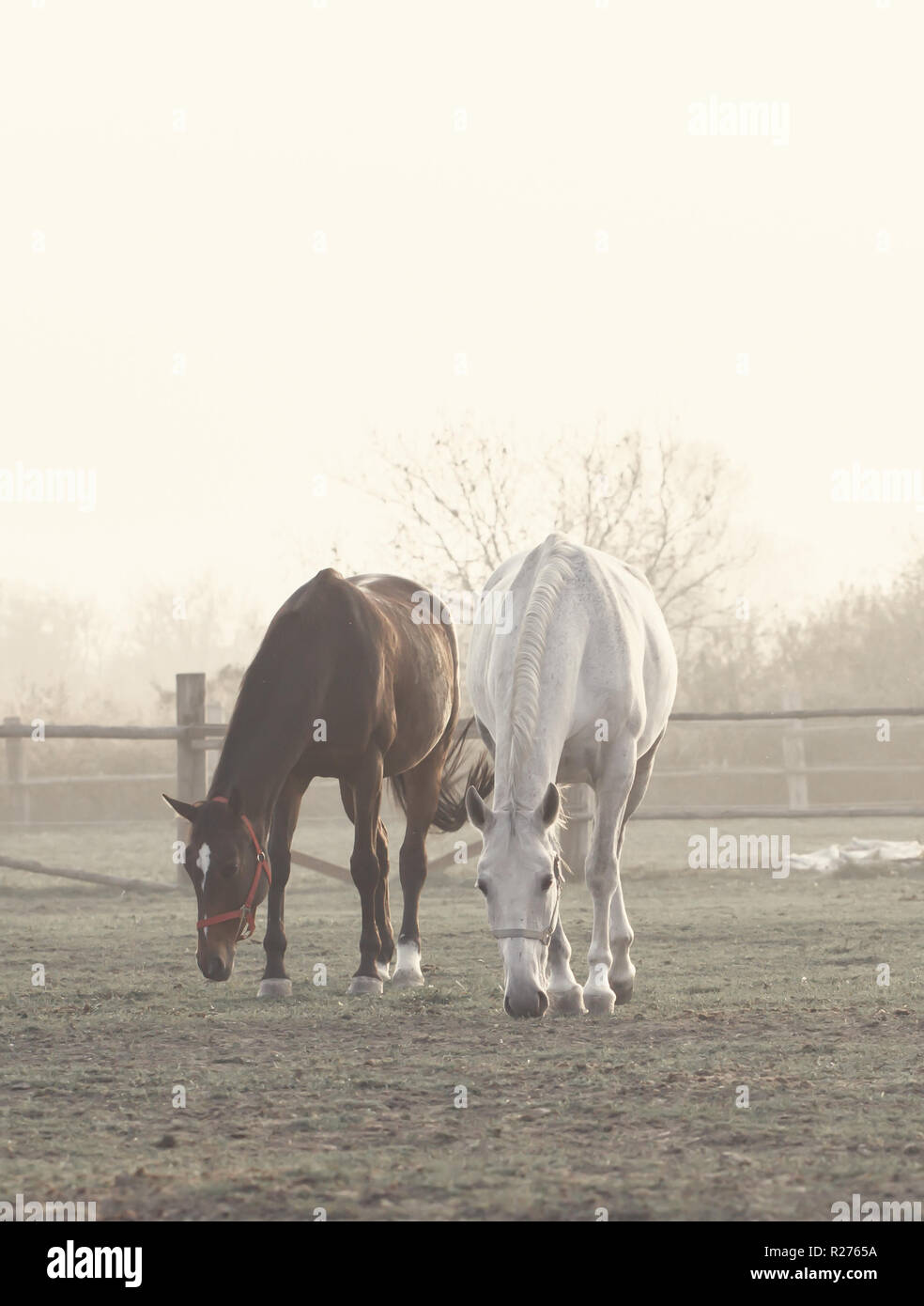 two horses on misty ranch Stock Photo