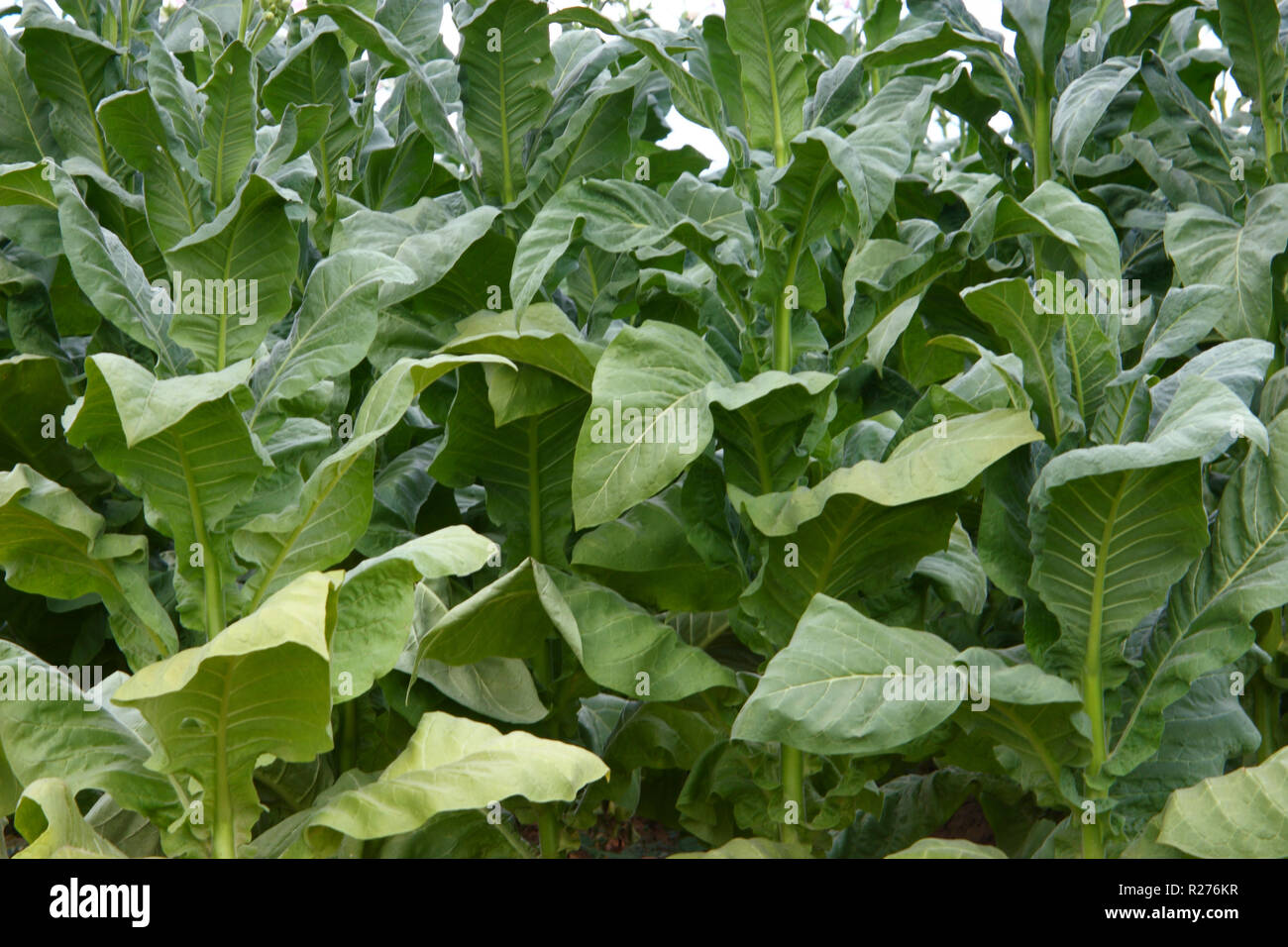 almassiva tobacco ALMASSIVA Tobacco (@almassiva_india) • Instagram photos and videos