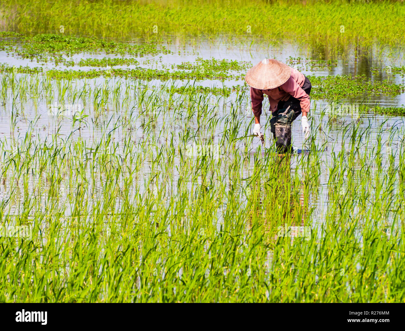 Vietnamese farmer working in rice paddy field during rainy season Stock Photo