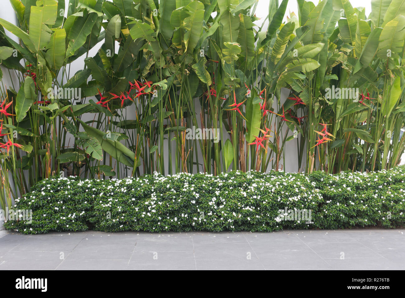 Beautiful tropical heliconia caribea flower around office building Stock Photo