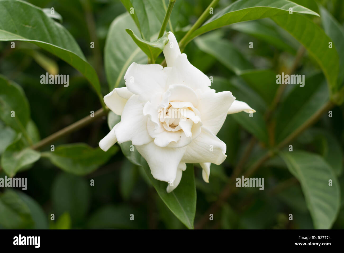 Close up of white Cape jasmine or Gardenia jasmine Flower ( Gardenia augusta (L.) Merr. ) Beautiful flower from and green leaves in the garden. Stock Photo