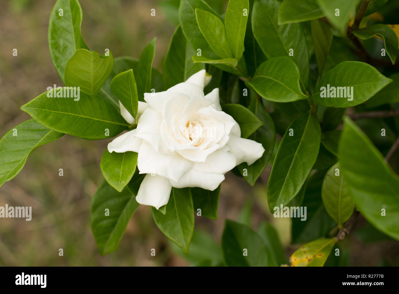 Close Up Of White Cape Jasmine Or Gardenia Jasmine Flower Gardenia Augusta L Merr Beautiful Flower From And Green Leaves In The Garden Stock Photo Alamy