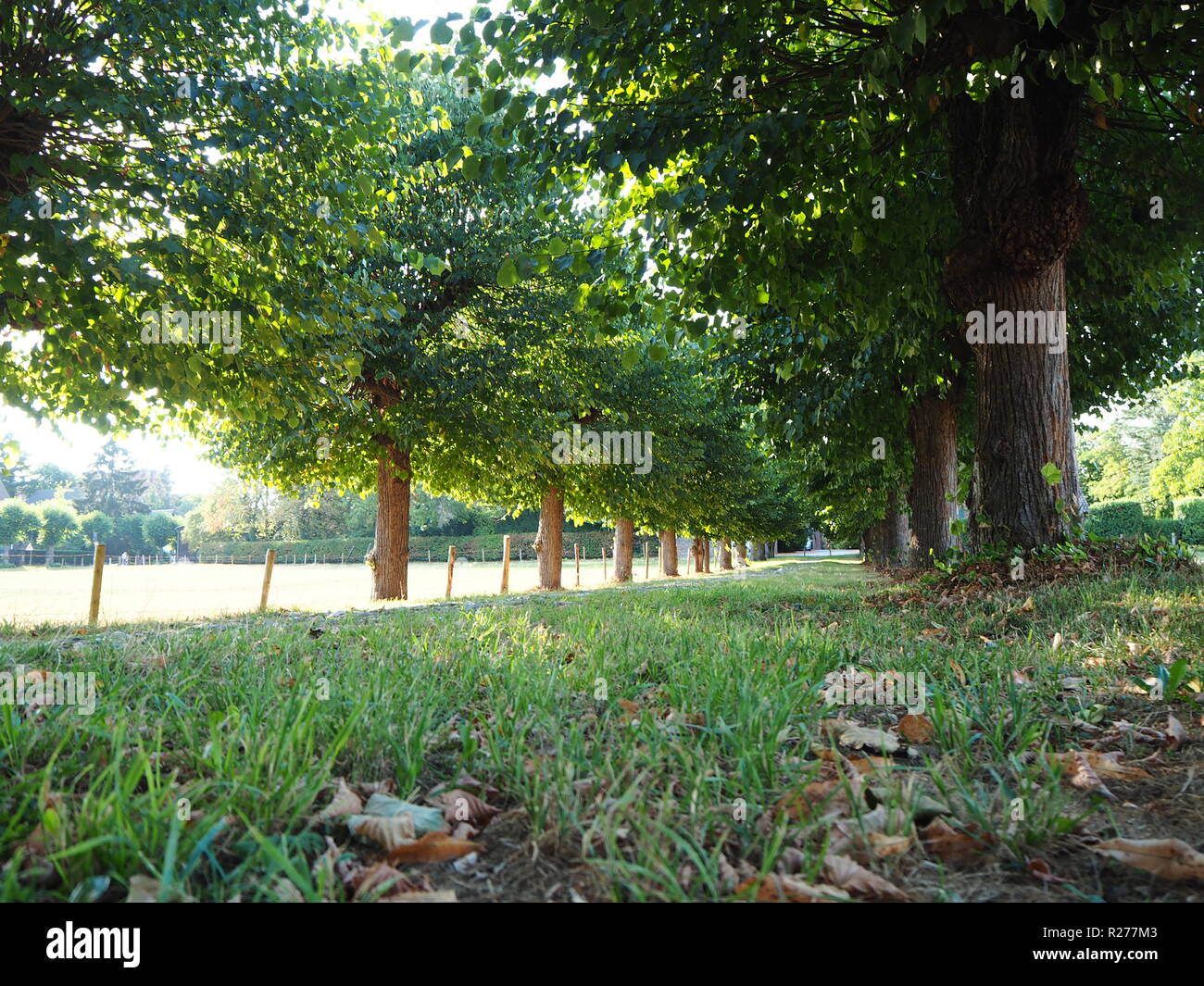 Summer green tree hi-res stock photography and images - Alamy
