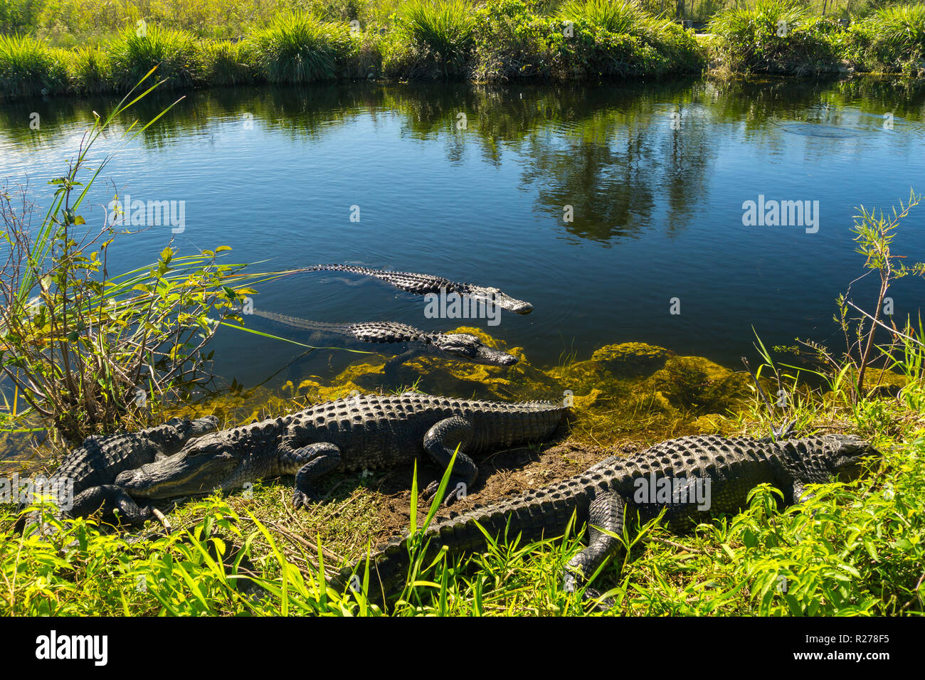 American Crocodile Habitat American Crocodile Habitat