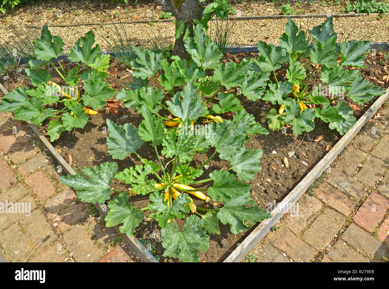 Courgette 'Soliel' plants in a enclose bed in a vegetable garden Stock Photo