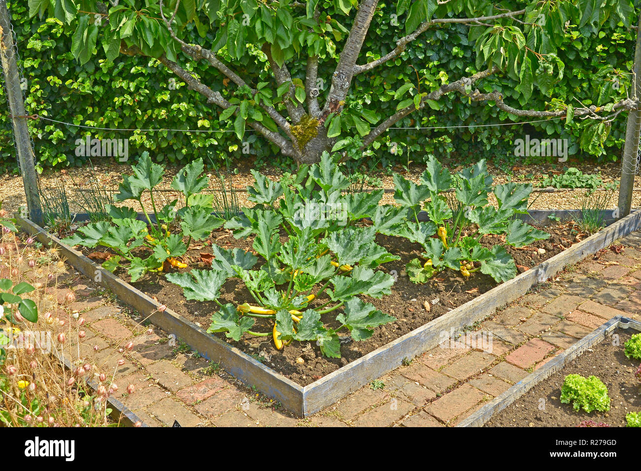 Courgette 'Soliel' plants in a enclose bed in a vegetable garden Stock Photo