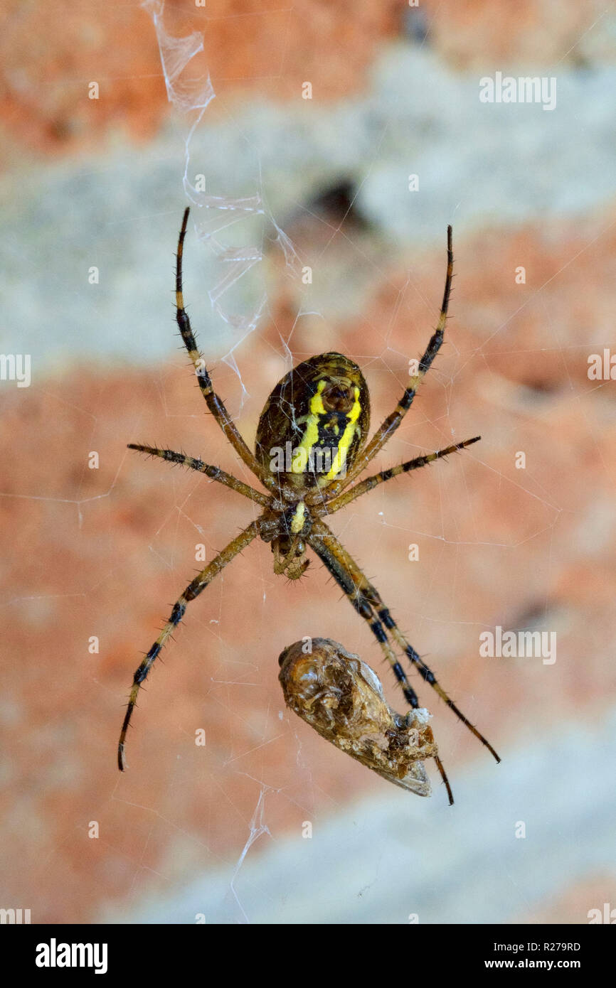 black and yellow garden spider argiope aurantia wrapping an insect