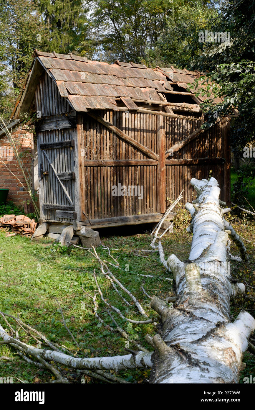 damaged outbuilding caused by a height miscalculation whilst felling a mature silver birch tree betula pendula in a rural garden zala county hungary Stock Photo