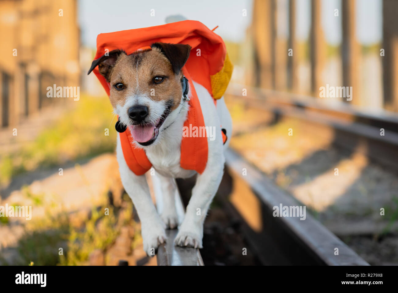 dog wearing a backpack